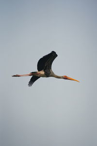 Low angle view of bird flying against clear sky