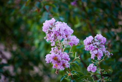 Close-up of fresh white flowers blooming on plant