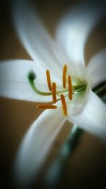 Close-up of white flower