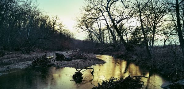 Bare trees by river against sky