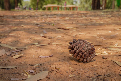 Close-up of pine cone on field