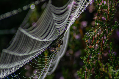 Close-up of spider web