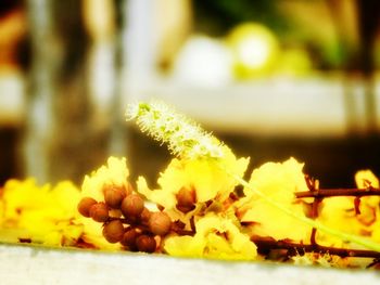 Close-up of leaves against blurred background