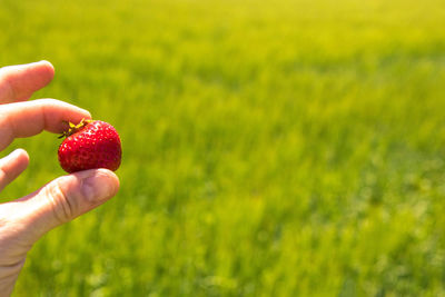 Cropped image of hand holding strawberry