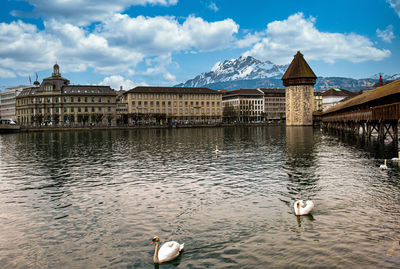 Swan swimming in lake against buildings