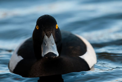 Close-up of swan swimming on lake