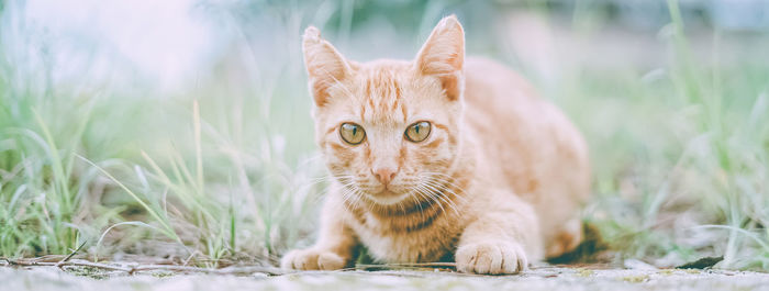 Portrait of cat sitting on field