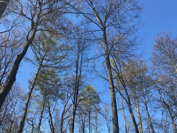 Low angle view of bare trees against sky