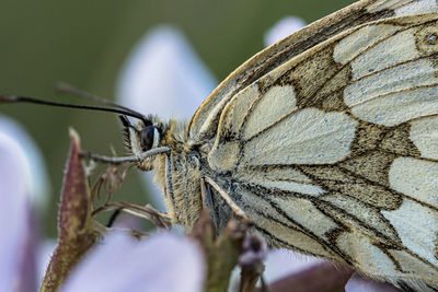 Close-up of butterfly on leaf