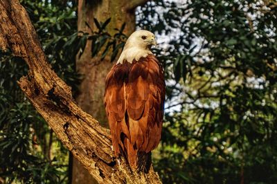 Brahminy kite