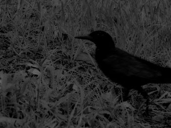 Close-up of bird perching on grass