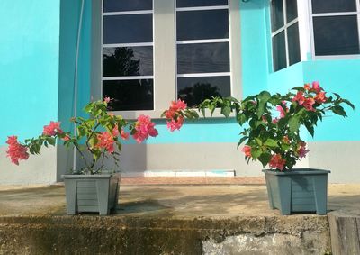 Potted plant against window of building