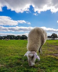 Sheep in a field