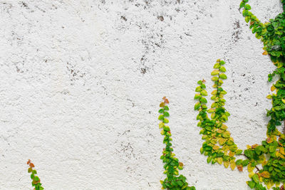 Close-up of ivy growing on wall