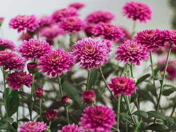 Close-up of pink flowering plants