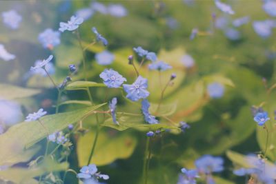 Close-up of purple flowers