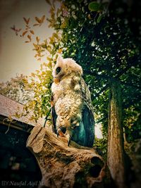 Low angle view of owl perching on tree