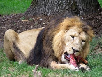 Lioness on field