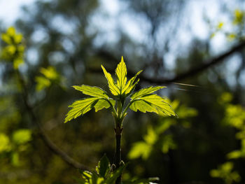 Low angle view of leaves on tree
