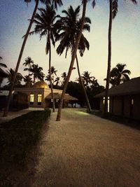 palm tree