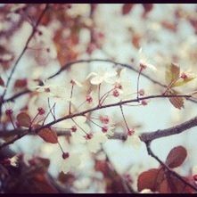 branch, flower, growth, freshness, fragility, tree, nature, beauty in nature, blossom, cherry blossom, twig, close-up, white color, focus on foreground, cherry tree, petal, season, selective focus, springtime, in bloom