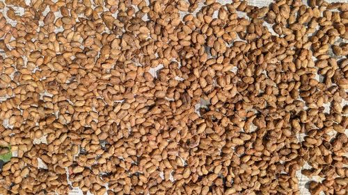 Drying cocoa beans after fermentation