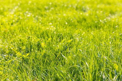 Full frame shot of fresh green field