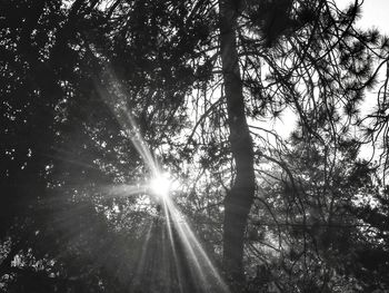 Sun shining through trees