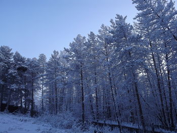 Low angle view of trees in forest against clear sky