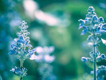 Close-up of purple flowering plant