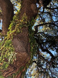 Low angle view of trees in forest