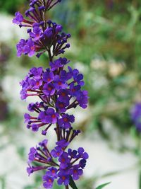 Close-up of purple flowers