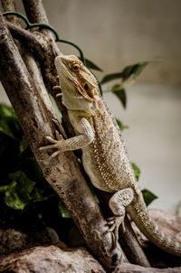 Close-up of lizard on tree