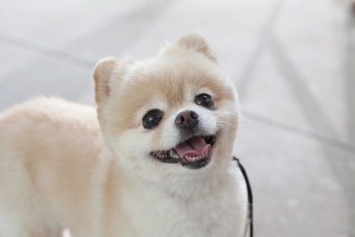 Close-up portrait of a dog