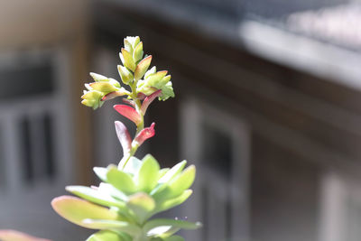 Close-up of white flowers