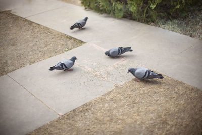 High angle view of pigeons perching on footpath