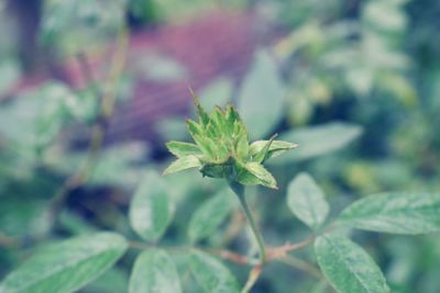 Close-up of fresh green plant
