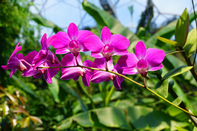 Close-up of pink flowers