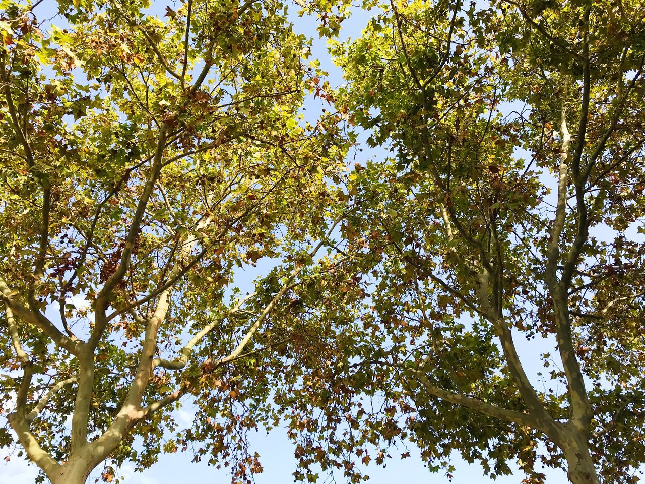 DIRECTLY BELOW SHOT OF TREES AGAINST SKY