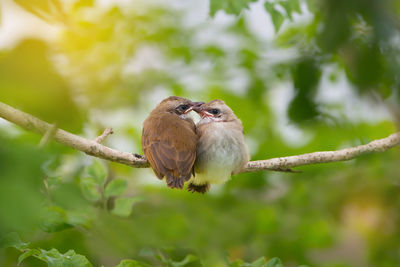 Close-up of bird perching on branch