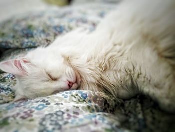 Close-up of cat sleeping