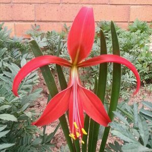 Close-up of red flower