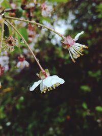 Close-up of white flowers blooming outdoors