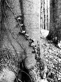 Close-up of tree trunk amidst plants in forest