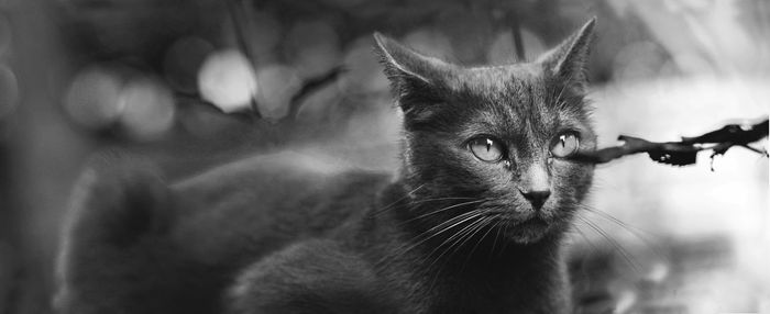 Close-up portrait of cat