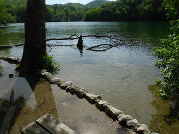 Reflection of trees in lake