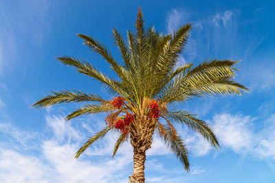 Low angle view of palm tree against blue sky