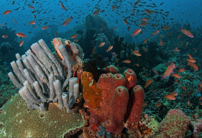 View of fishes swimming in sea