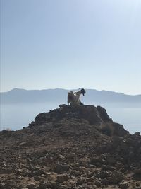 Horse standing on rock by sea against clear sky