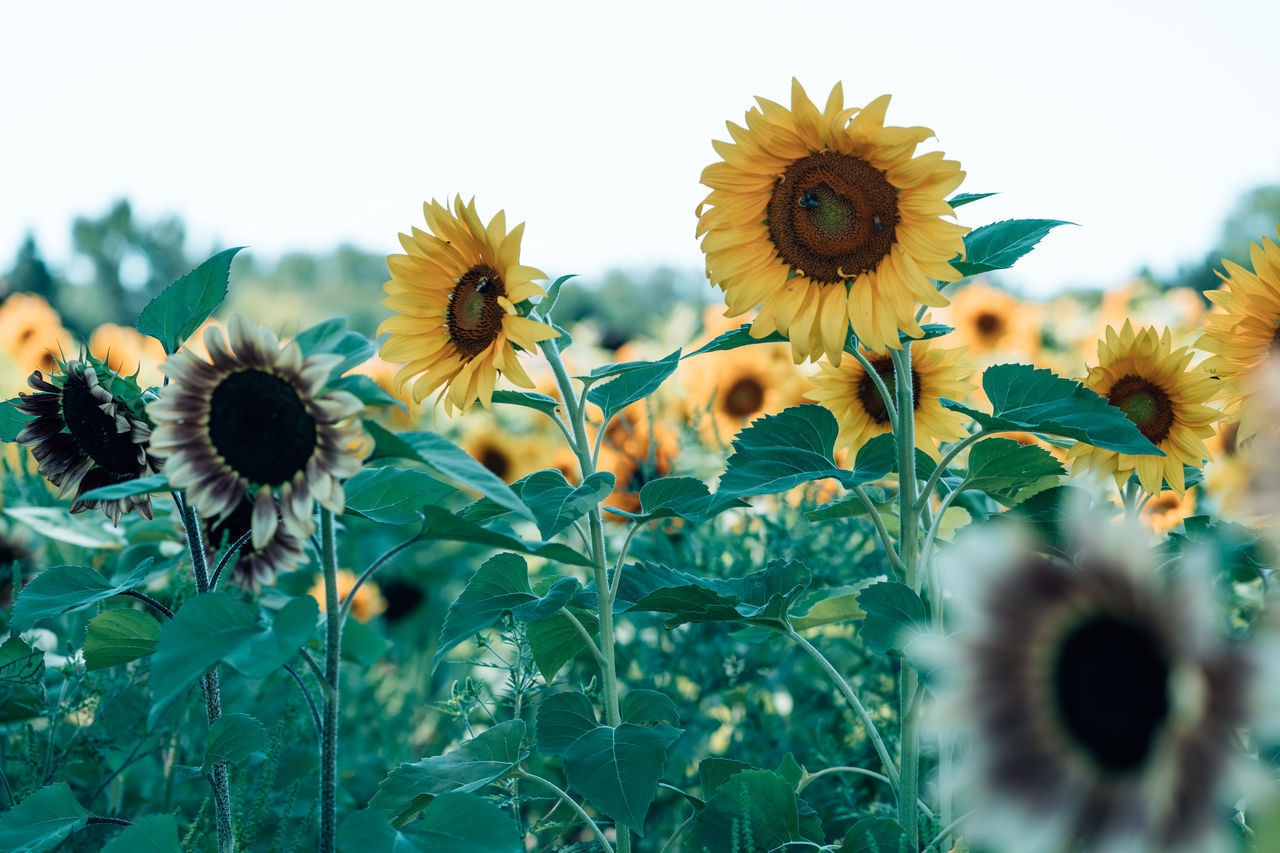 CLOSE-UP OF SUNFLOWER ON PLANT AGAINST SKY